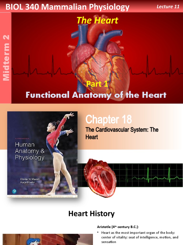 Anatomy and Function of the Heart | PDF | Heart Valve | Atrium (Heart)