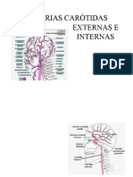 Arterias Carótidas Externas e Internas