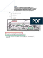 Clase 4 - Membrana eritrocitaria