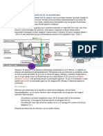 Clase 6 - Organización Estructural de La Membrana, Cinetica, Eritropoyetina, Hemoglobina