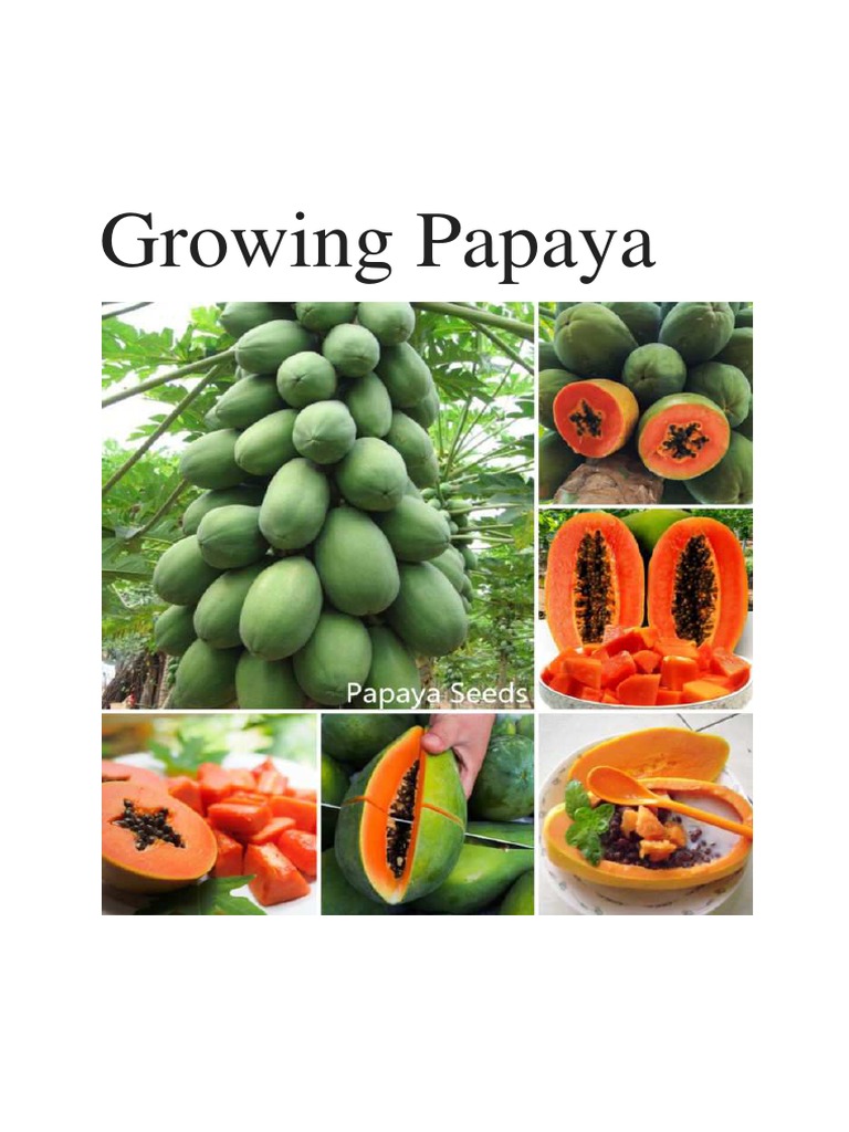 Papaya Growing PDF Trees Seed