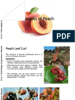 Diseases of Apple, Peach, Strawberry