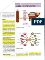 Metabolismo de La Glucosa y Metabolismo Del Alcohol 2