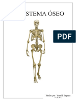 Sistema óseo: huesos, articulaciones y su función