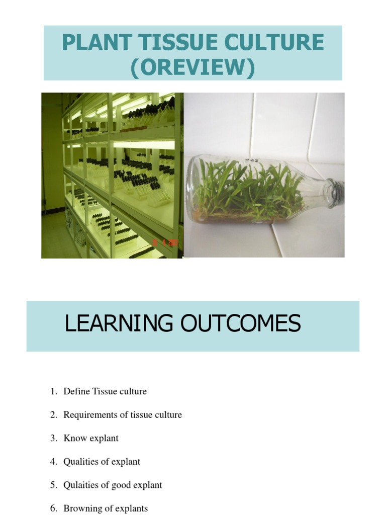 Plant Tissue Culture (Oreview) | PDF | Auxin | Plants