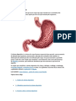 Sistema digestivo - órgãos e funções em