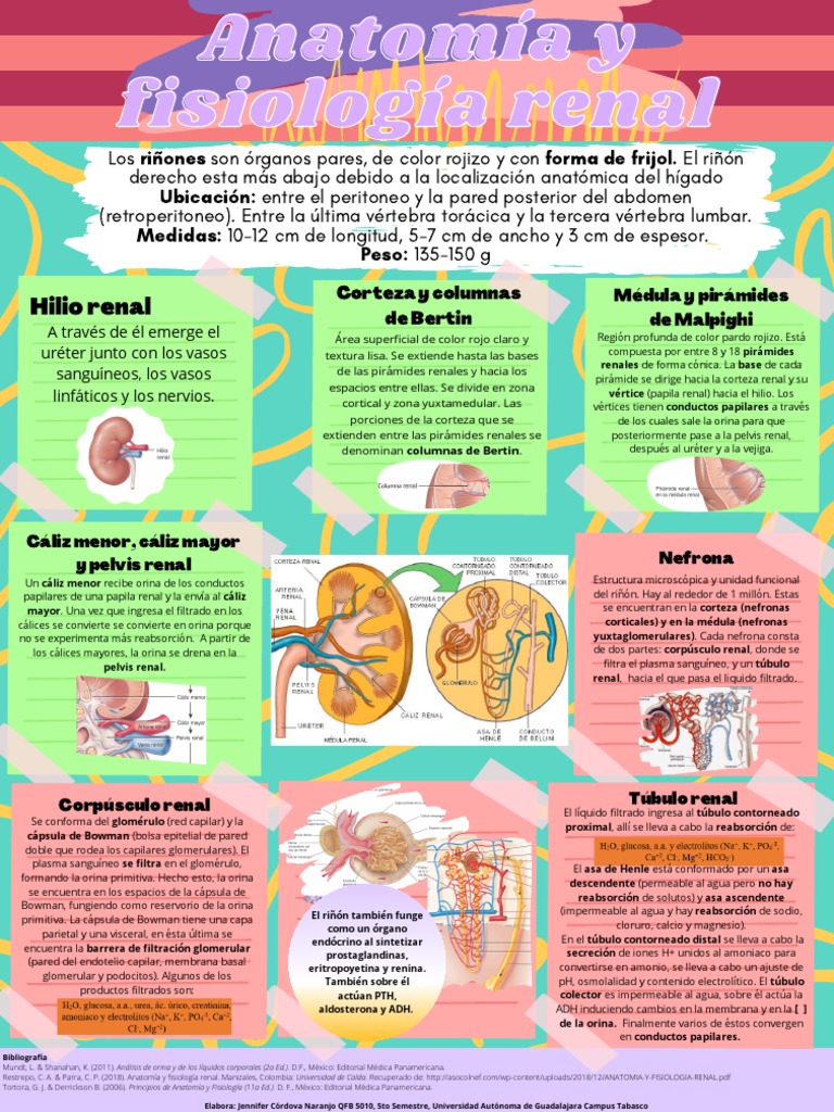Anatomía y fisiología renal: Estructura y función del riñón | PDF ...