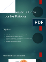 Formacion de La Orina Por Los Rinones