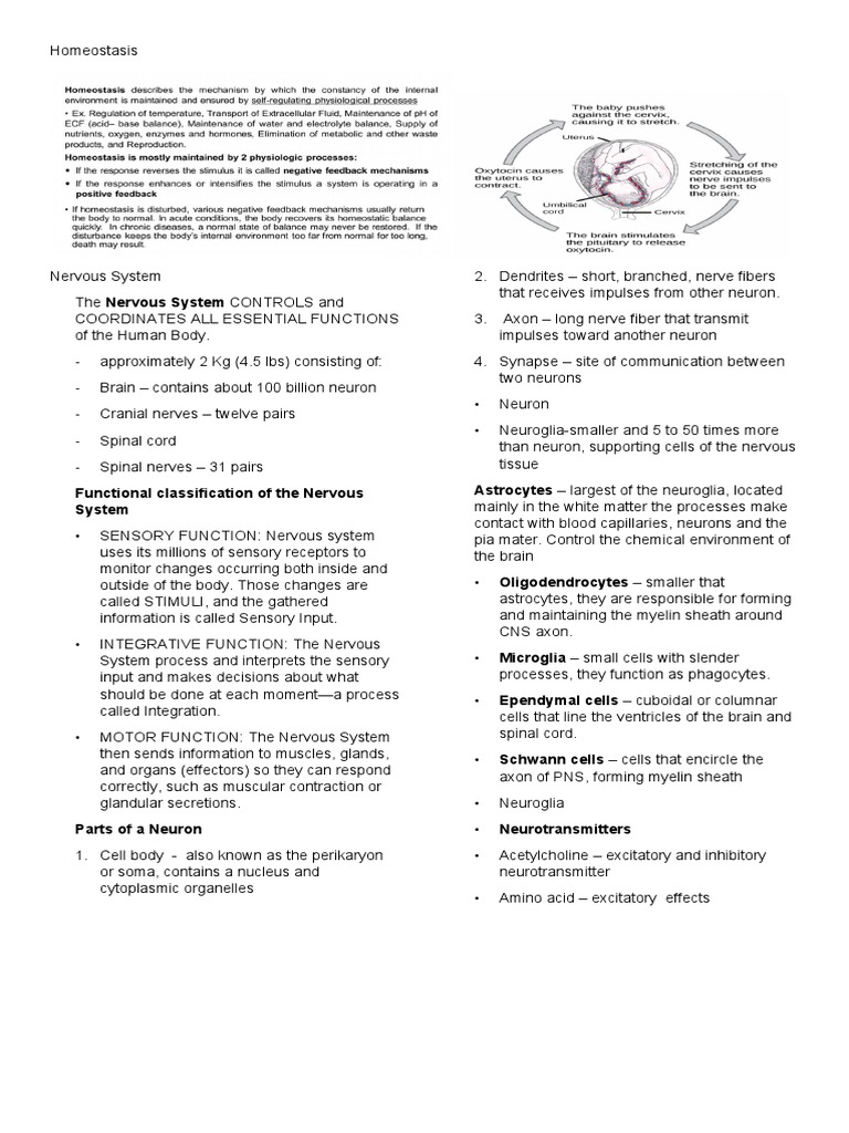 Overview of the Nervous System Functions | PDF | Nervous System | Neuron