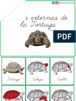 TORTUGA Partes