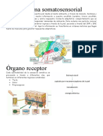 Sistema Somasensorial