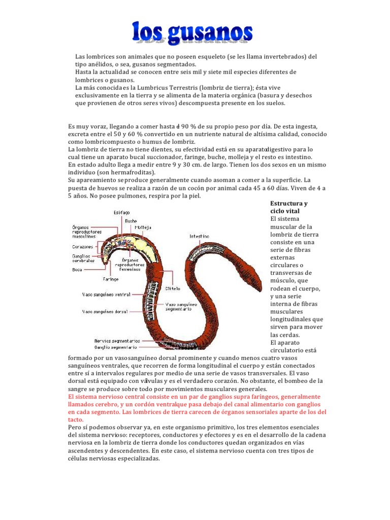 Sistema Nervioso y Estructura de Gusanos | PDF | Protostomas | Zoología