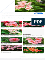 Begonias de Color Rosa - Buscar Con Google