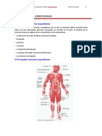 Músculos Del Cuerpo Humano