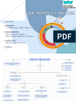 Mapa Conceptual Del Ciclo Celular