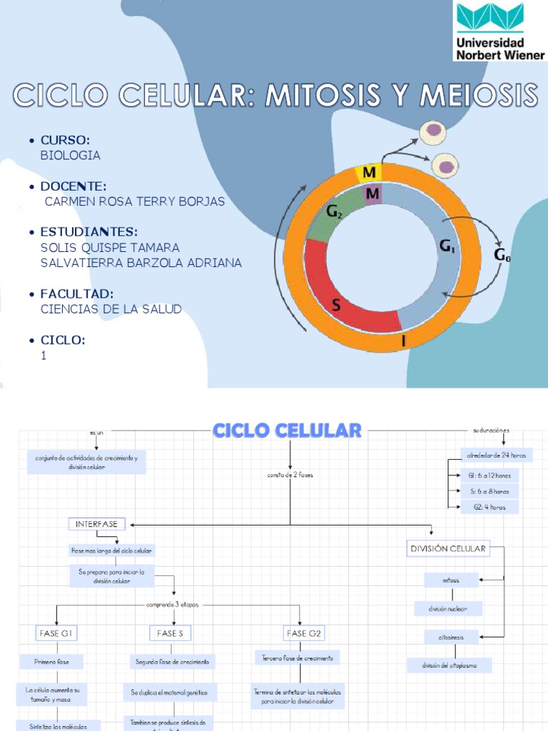 Mapa Conceptual Del Ciclo Celular | PDF