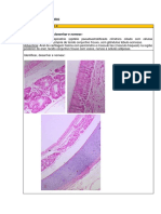 Roteiro Prático Histologia - Odontologia