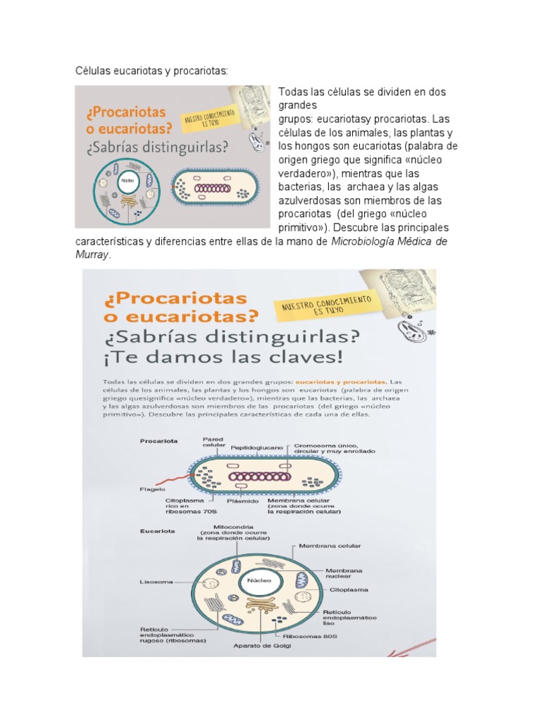 Comparativa de Células Eucariotas y Procariotas | PDF | Biología ...