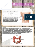 El intestino delgado es la parte más larga del sistema digestivo. Se extiende desde el estómago (píloro) hasta el intestino grueso (ciego) y consta de tres partes duodeno, yeyuno e íleon. Las principales funcio