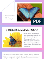 Mariposa: Características e información