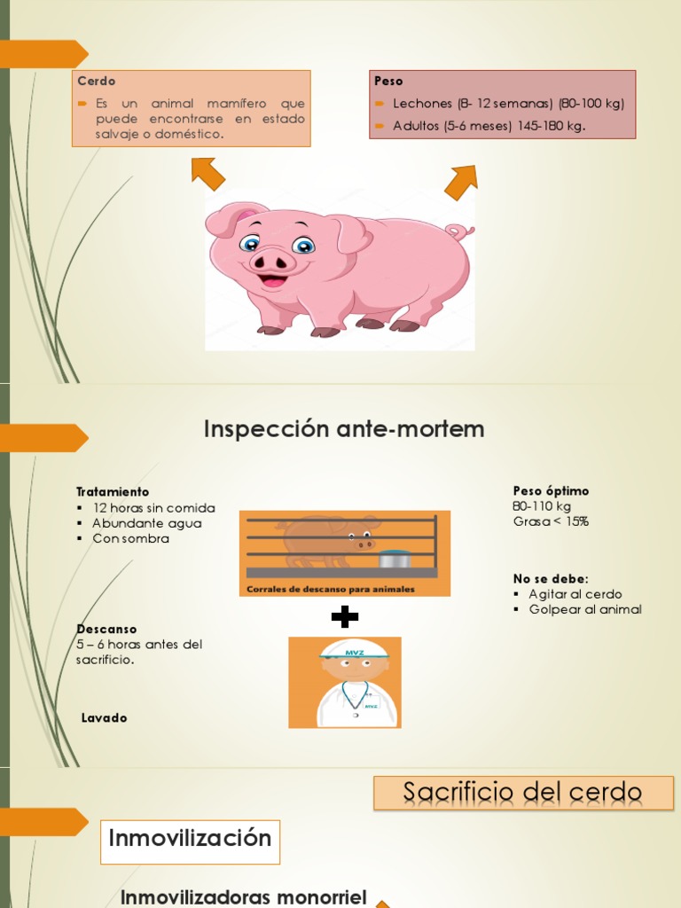 Sacrificio de Cerdos | PDF | Cerdo doméstico