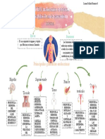 Sistema Endocrino