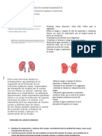 Funciones de Aparato Urinario