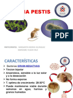 Yersinia Pestis - Marguy