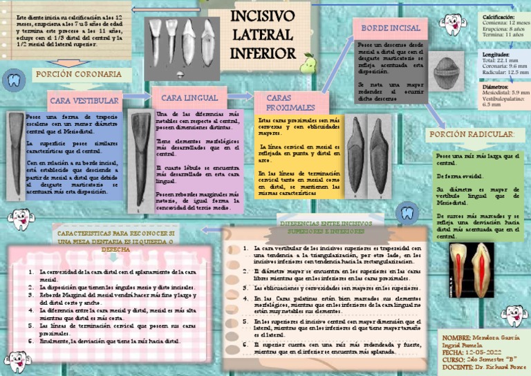 Incisivo Lateral Inferior | Download Free PDF | Anatomia dental | Diente