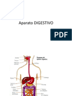 Aparato DIGESTIVO