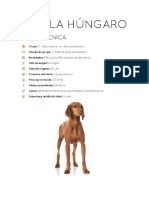 O Vizsla, cão de caça húngaro