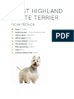 West Highland White Terrier