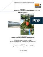 PRY Frambuesa Productores de Frambuesa de Michoacan