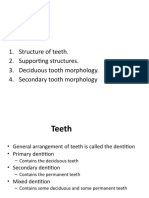 Structure of Teeth. 2. Supporting Structures. 3. Deciduous Tooth Morphology. 4. Secondary Tooth Morphology