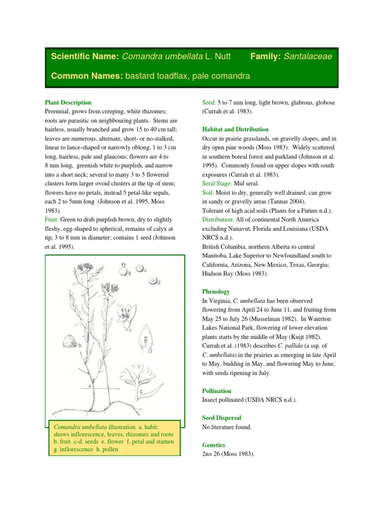 Scientific Name Comandra Umbellata L. Nutt Family Santalaceae Common