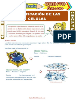 Clasificación de Las Células para Quinto Grado de Primaria