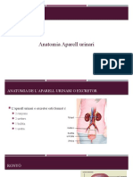 Anatomia Aparell Urinari