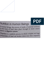 Nutrition in Human Beings