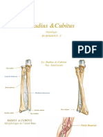 7.radius Et Cubitus (Schemas)