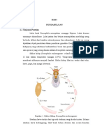 Siklus Hidup Dan Determinasi Drosophila SP