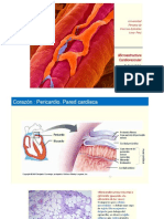 Microestructura Cardiovascular