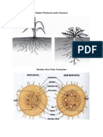 Sistem Perakaran Pada Tanaman