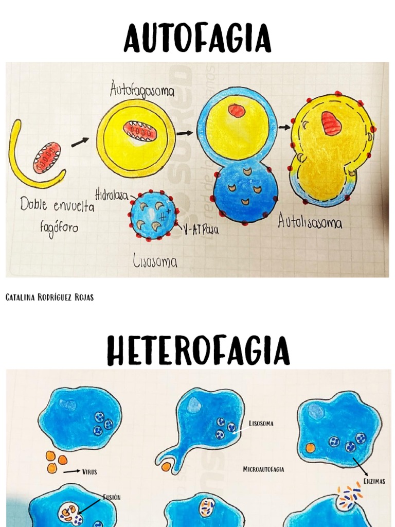 Autofagia & Heterofagia | PDF