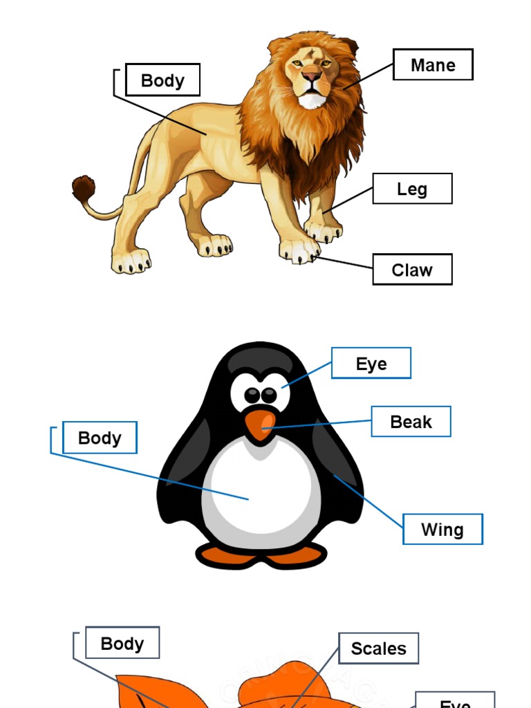 Animal Body Parts | PDF