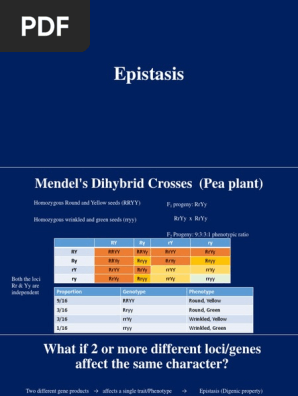 Epistasis (Lect 16 & 17)