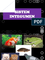 Sistem Integumen