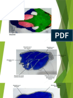 Hueso Parietal, Interparietal y Temporal