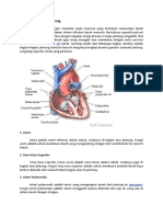 Anatomi Fisiologi Jantung 2