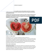 Existe algún peligro en los alimentos transgénicos? Un análisis de sus riesgos potenciales