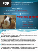 Анатомия и Физиология Морских Свинок 3